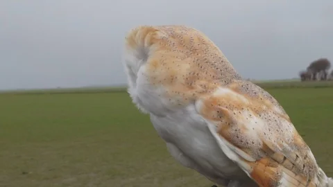 Close up view of a barn owl Stock Footage 118451618