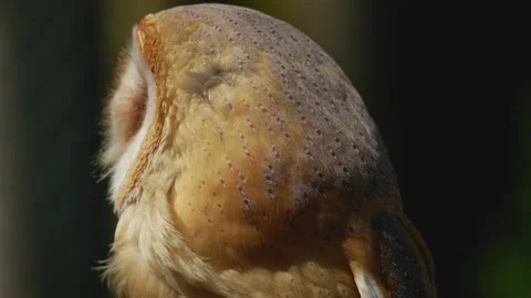 Close view of an barn owl head Stock Footage 274240991