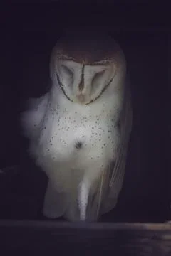 Close up view of a barn owl in its lair sleeping Stock Photos