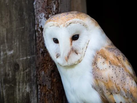 Close up view of a barn owl Stock Photos