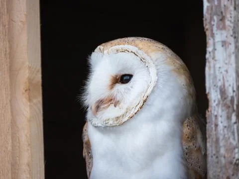 Close up view of a barn owl Stock Photos