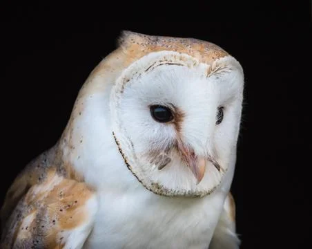 Close up view of a barn owl Stock Photos