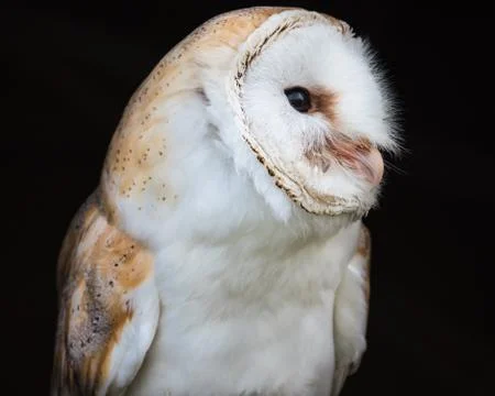 Close up view of a barn owl Stock Photos