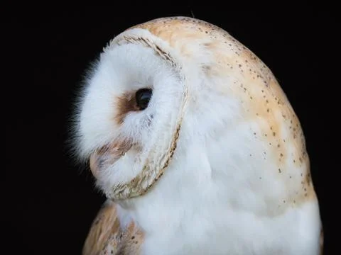 Close up view of a barn owl Stock Photos