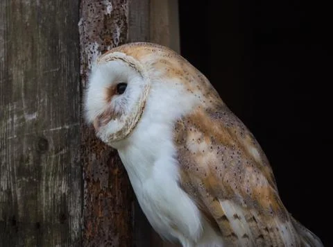 Close up view of a barn owl Stock Photos