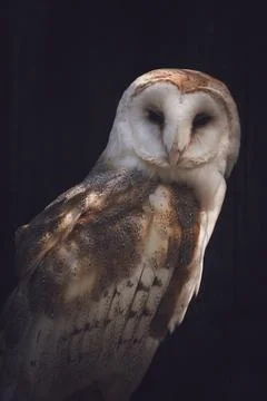 Close up view of a barn owl Stock Photos