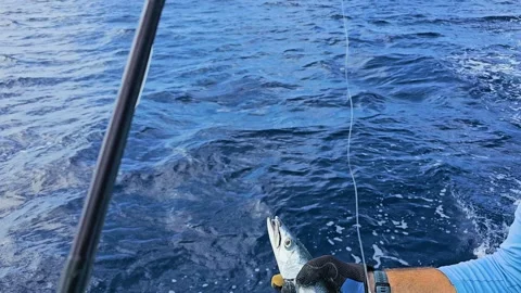 Close view of a barracuda being returned to the sea from a boat, with shiny Video stock 341994936