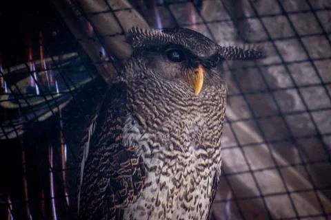 Close up view of The barred eagle-owl (Ketupa sumatrana) Stock Photos