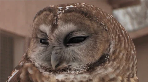 Close up view of Barred Owl Stock Footage 38278685