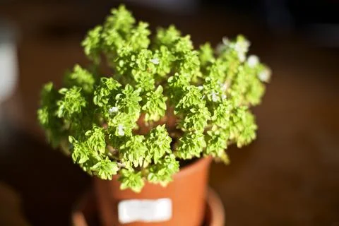 Close up view of the basil in pot Foto stock