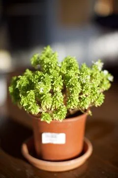 Close up view of the basil in pot Stock Photos