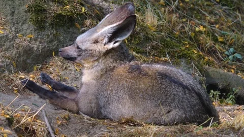 Close view of a bat-eared fox Stock Footage 253340748