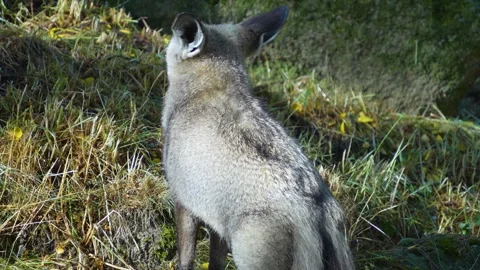 Close view of a bat-eared fox Stock Footage 253734698