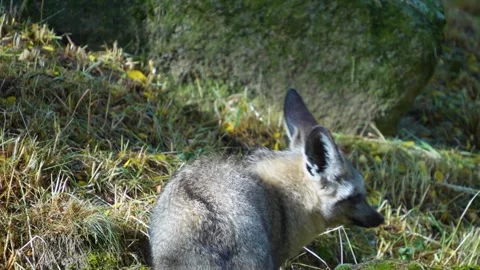 Close up view of a bat-eared fox  Stock Footage 254165973