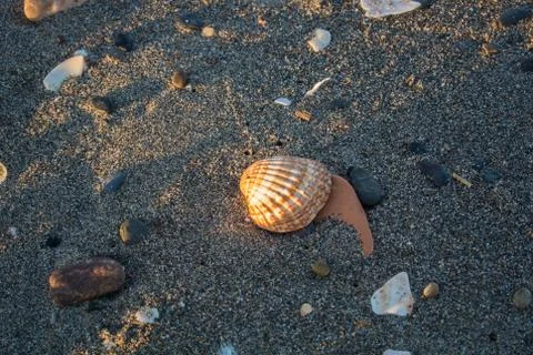 Close up view of beach in the evening with various shells, stones, sand and.. Stock Photos