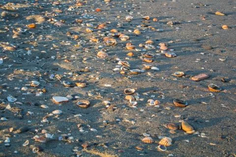 Close up view of beach in the evening with various shells, stones, sand and.. Stock Photos