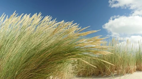Close view of beach grass in front of beautiful blue sky Stock Footage 80755864