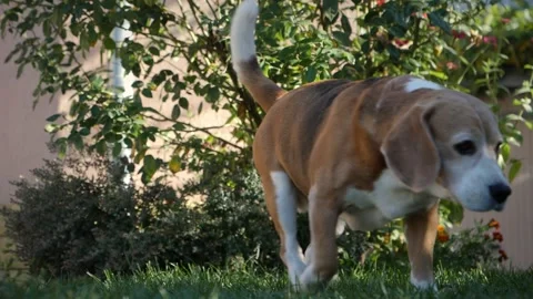 Close-up view of a beagle getting up and starting to walk while wagging its tail Video stock 256166942