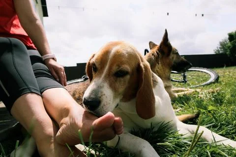 A close-up view of a Beagle resting next to its owner's foot on a grassy lawn Stock Photos