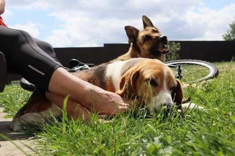 A close-up view of a Beagle resting next to its owner's foot on a grassy lawn Stock Photos