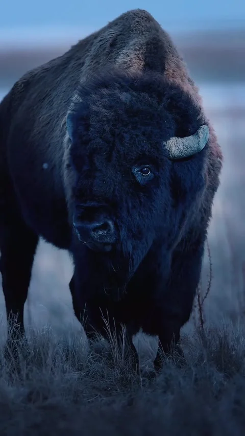 Close up view of bear in the earth in the snow Stock Footage 275172535