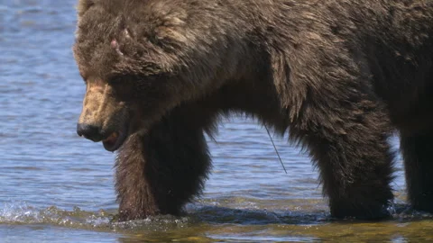 Close up view of bear walks in the lake water in search of fish Stock-Footage 309284634