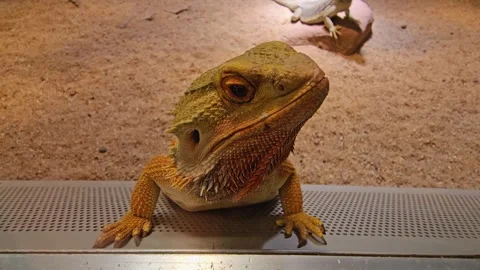 Close view of a bearded dragon  Stock Footage 269631185