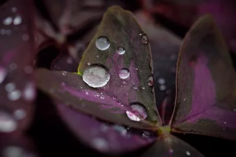 Close-up view of beatiful dark flower Stock Photos