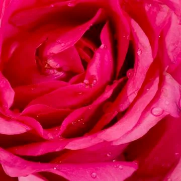 Close-up view of beatiful dark red rose Stock Photos