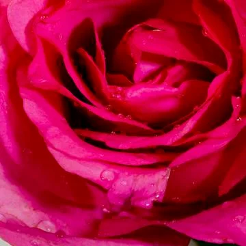 Close-up view of beatiful dark red rose Stock Photos