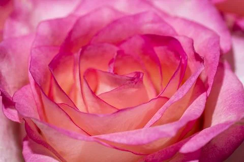Close-up view of beatiful pink rose. Rose close-up as background. Stock Photos