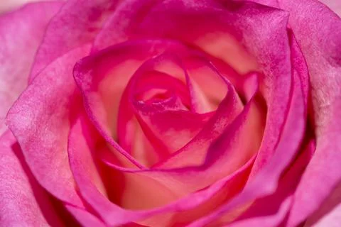 Close-up view of beatiful pink rose. Rose close-up as background. Stock Photos