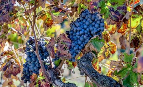 Close-up view of a beautiful black grape growing in a vineyard on red and y.. Stock Photos