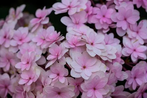 Close up view of beautiful Blooming Hydrangeas in the garden. Stock Photos