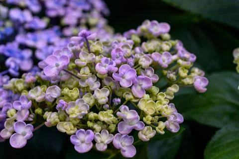Close up view of beautiful Blooming Hydrangeas in the garden. Stock Photos
