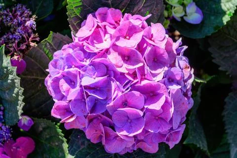 Close up view of beautiful Blooming Hydrangeas in the garden. Stock Photos