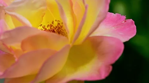 Close up view of a beautiful blooming pink and yellow rose swaying in the wind Stock Footage 205898647