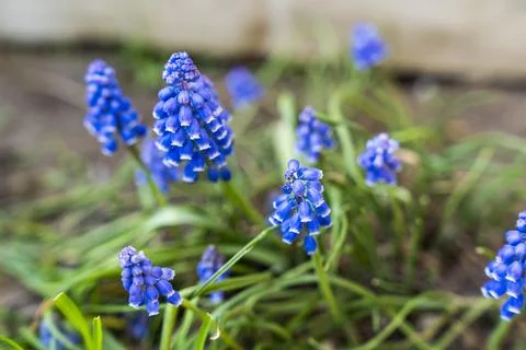A close-up view of beautiful blue grape hyacinth flowers in a natural setting, 库存照片