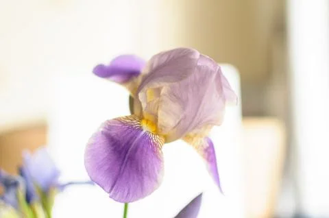 Close up view of beautiful blue iris flower Stock Photos
