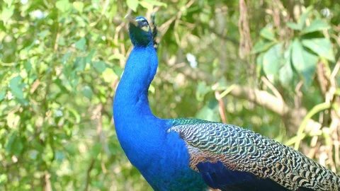 Close up view of beautiful blue peacock is standing under sun Stock Footage 115070077