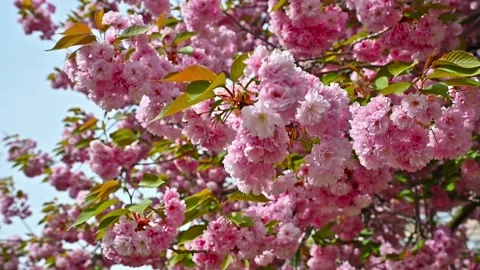 Close up view of beautiful branches of cherry blossoms swaying in the wind Stockbeeldmateriaal 300159764