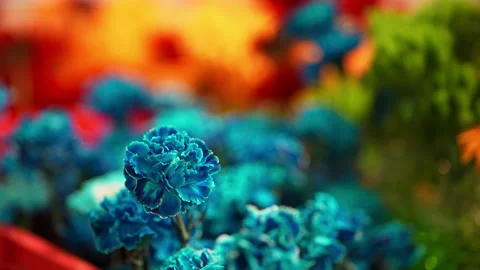 Close-Up View Of The Beautiful Bright Colourful Flowers. Stock Footage 237462530