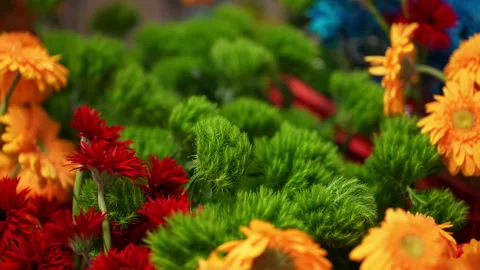 Close-Up View Of The Beautiful Bright Colourful Flowers. Stock Footage 237462920