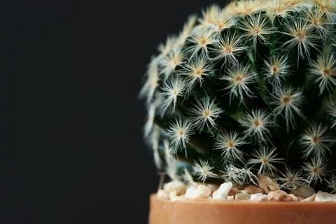 Close-up view of beautiful cactus Stock Photos