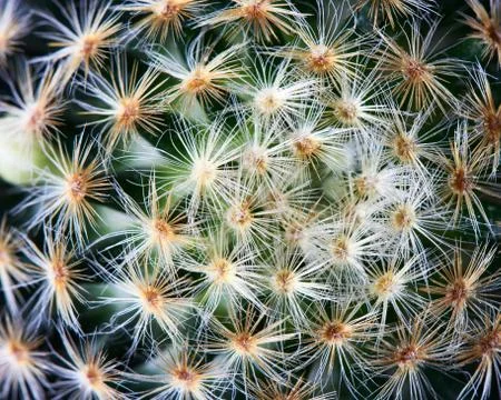 Close-up view of beautiful cactus Stock Photos