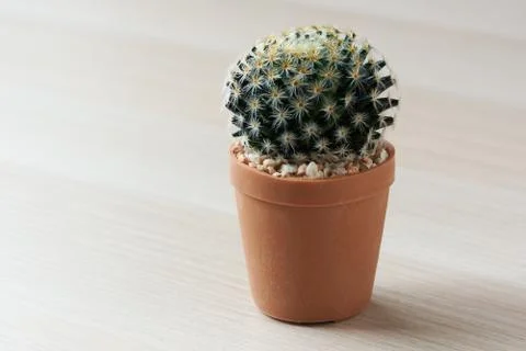 Close-up view of beautiful cactus Stock Photos