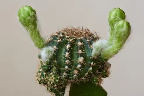 Close-up view of beautiful cactus Stock Photos