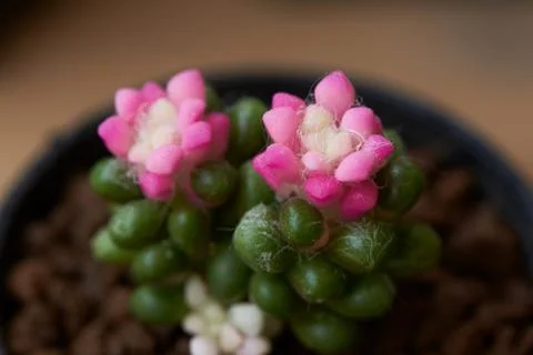 Close-up view of beautiful cactus Stock Photos