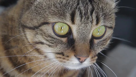 Close up view beautiful cat with green eyes. Pedigreed gray cat Stock Footage