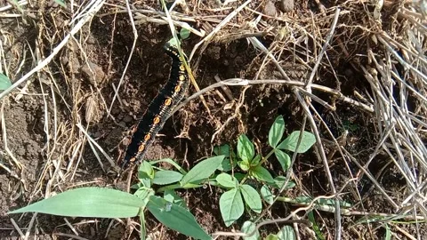 Close-up view of a beautiful caterpillar Stock Footage 295324985